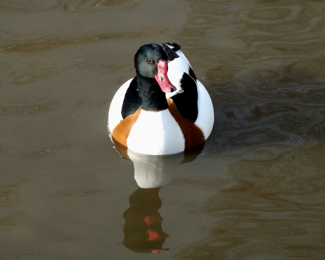 shelduck